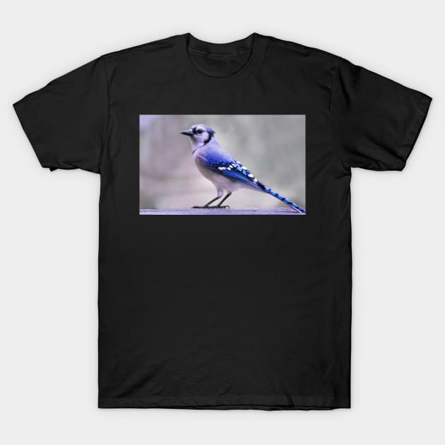 Blue Jay Day T-Shirt by LaurieMinor